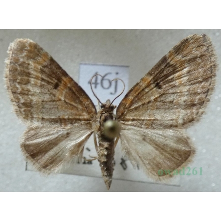 Pterapherapteryx sexalata (Retzius, 1783) Płatynka wierzbówka Slovakia46j